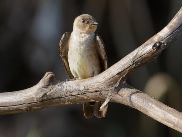 Zuid-amerikaanse ruwvleugelzwaluw (Stelgidopteryx ruficollis)